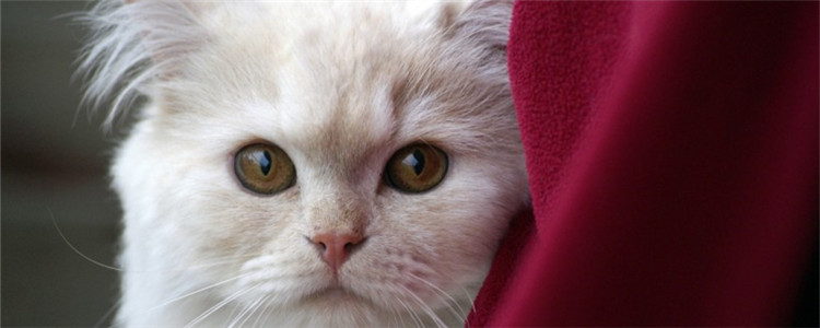 猫喜欢晚上活动怎么办 猫咪昼伏夜出有什么坏处