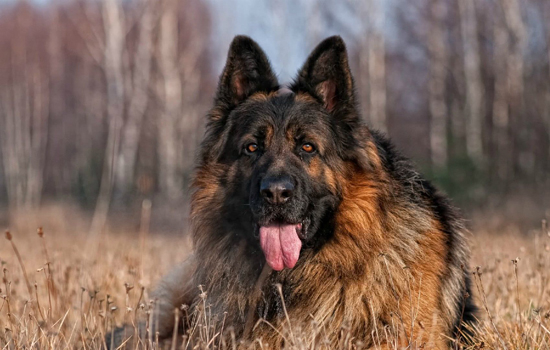 德牧吃什麼蔬菜比較好 德國牧羊犬禁食的四種蔬菜