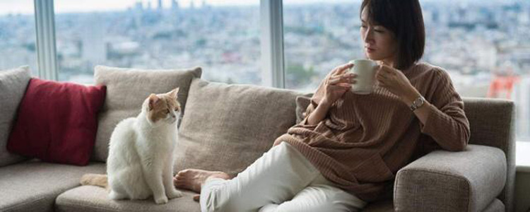 布偶猫毛变得断硬粗糙 布偶猫背部毛变硬是什么原因