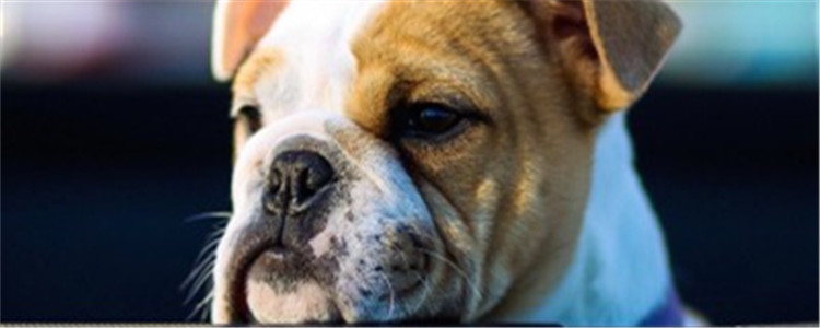 狗狗耳朵分几个部分 狗狗的耳朵分为三个部分你知道吗