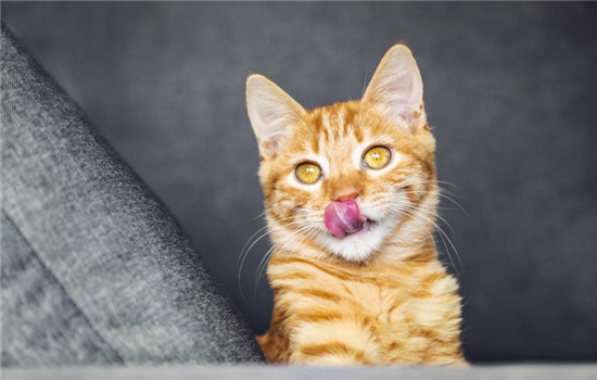 什么是猫口炎 导致猫口炎的因素有很多