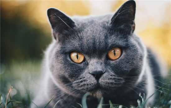 猫口炎的症状是什么 如何有效治疗猫口炎