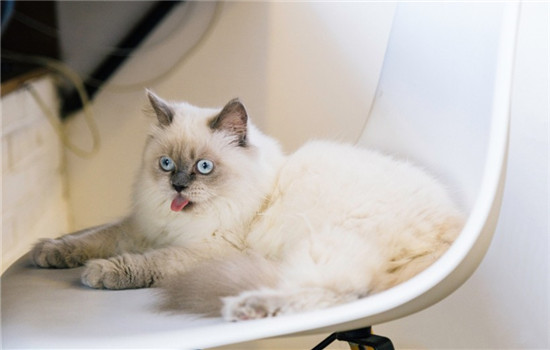 猫口炎的症状是什么 如何有效治疗猫口炎