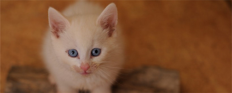 猫过敏怎么办 导致猫咪过敏的原因有什么