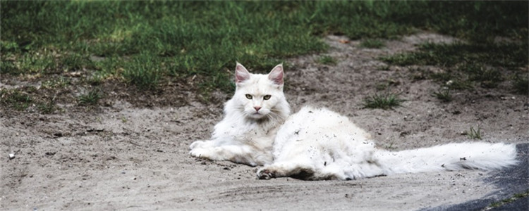 猫脓皮症是怎么回事 猫脓皮症的症状是什么