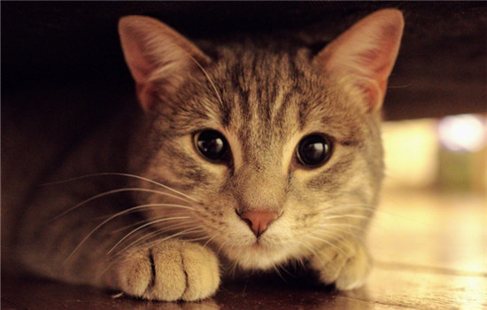 猫狂犬病症状 这四种症状一定得当心