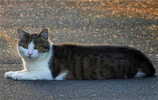 猫狂犬病症状 这四种症状一定得当心