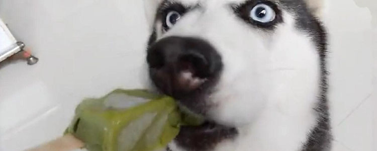 狗年龄大了有什么症状 随狗狗年龄增加可能出现的异常行为