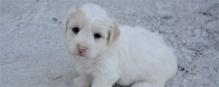 狗狗腿发抖是怎么了 狗狗是腿受伤了吗