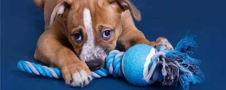 为什么狗狗拆家屡教不改 狗狗拆家的真相