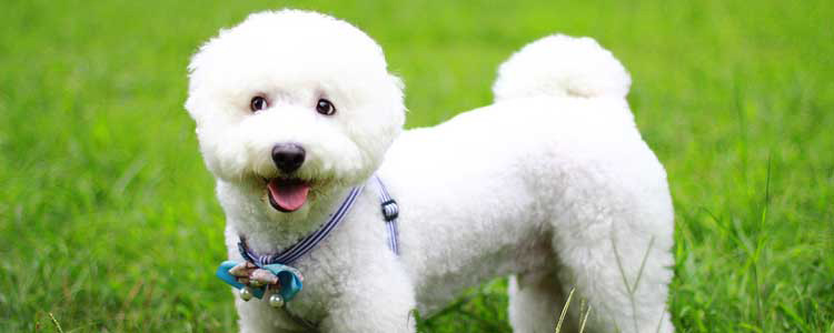 狗狗的训练怎么处理 一篇文章拉进你和训犬师的距离