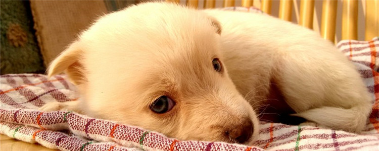 狗狗洗牙需要打麻醉吗 狗狗洗牙有什么风险