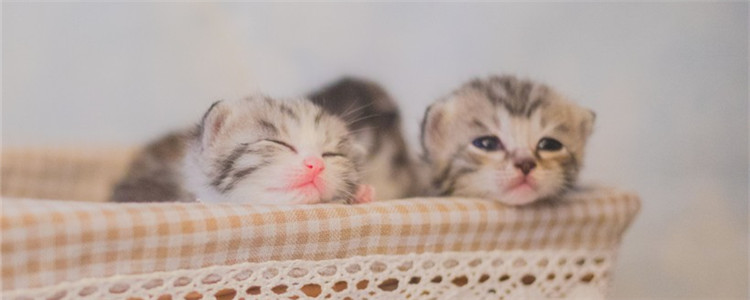 母猫奶水不足怎么办 小猫会不会被饿死