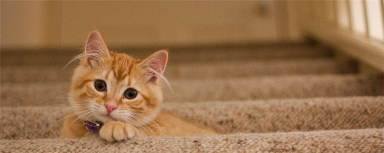 猫总是不眨眼睛 是猫咪的眼睛出问题了吗