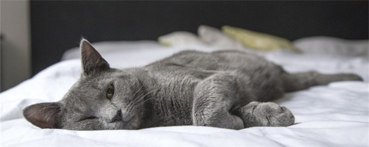 猫咕噜叫啥意思 猫咕噜叫代表什么你知道吗