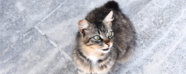 给猫吃鸡肝好吗 猫吃鸡肝有哪些坏处