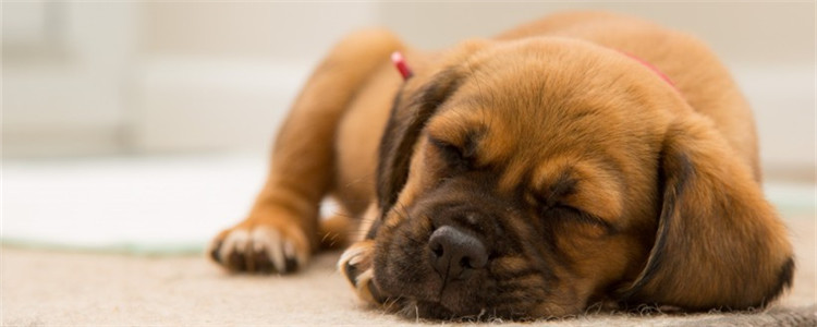 狗吃鸡肝好吗 狗吃鸡肝有哪些坏处