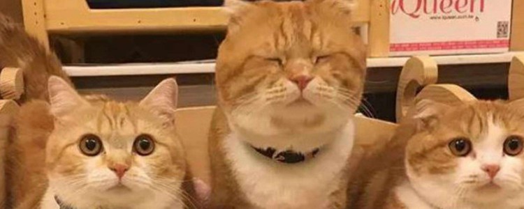 为什么橘猫脸会那么尖 这还用问我吗就是你的护理问题不对