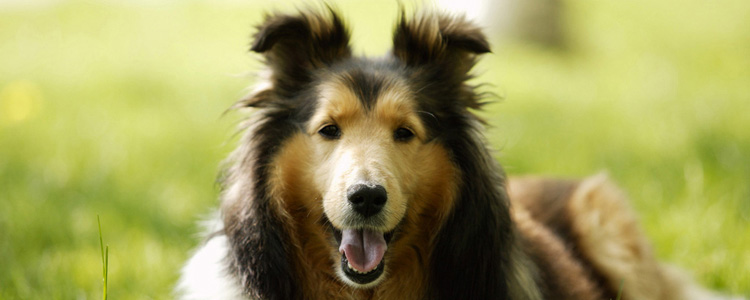 狗是色盲吗怎么看红绿灯 狗会看红绿灯过马路吗