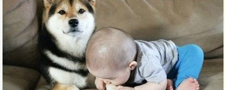 狗舔人代表着什么 你真的知道狗狗舔人代表什么意思吗