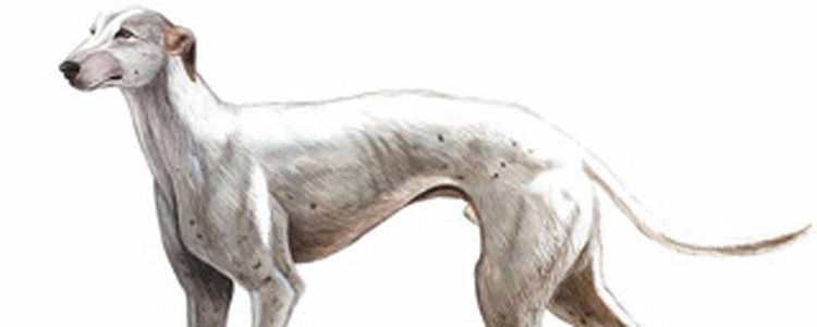 灵缇认主人吗 怎么训练狗狗认主人