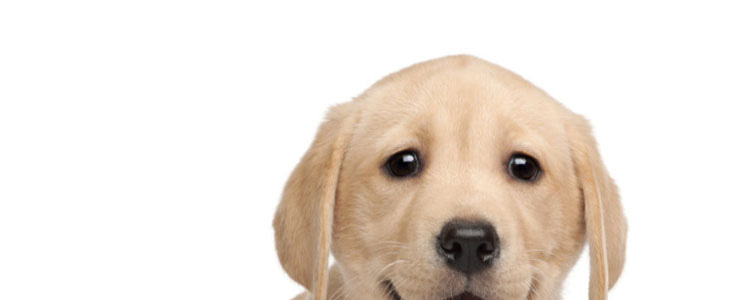 夏天狗狗降温秘诀 炎炎夏日五招让狗狗消暑降温