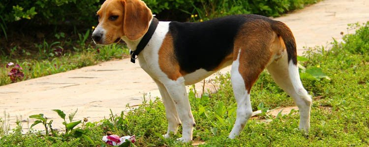 如何从比格犬幼犬开始调教 比格犬好训练吗