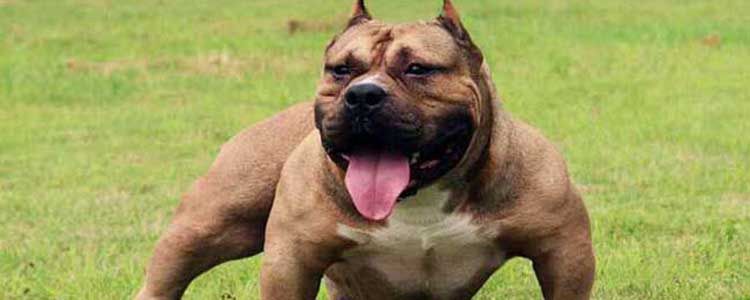 恶霸犬体外驱虫药怎么选 狗狗体外驱虫药哪种好