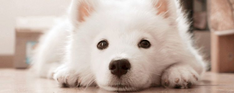 狗互相闻是怎么回事 原来狗和同类之间有这么多对话