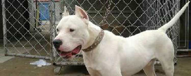 狗狗健康的各种运动方式 狗狗如何适当运动才更健康