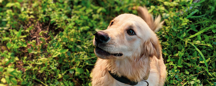 狗狗自制营养餐成分脂肪含量分析 如何科学的摄入脂肪