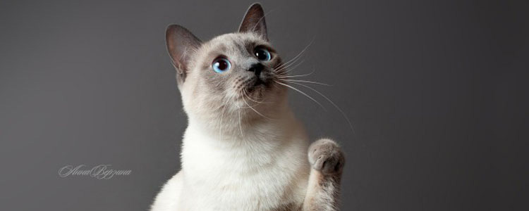 怎么样的暹罗猫才是纯种的呢 纯种暹罗猫如何辨别