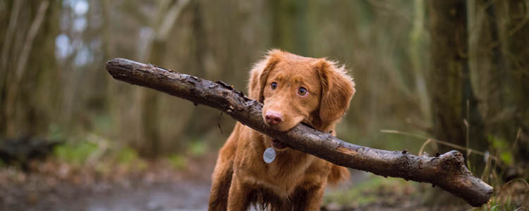 预防细小的疫苗 提前防治犬细小病给狗狗一个健康的成长