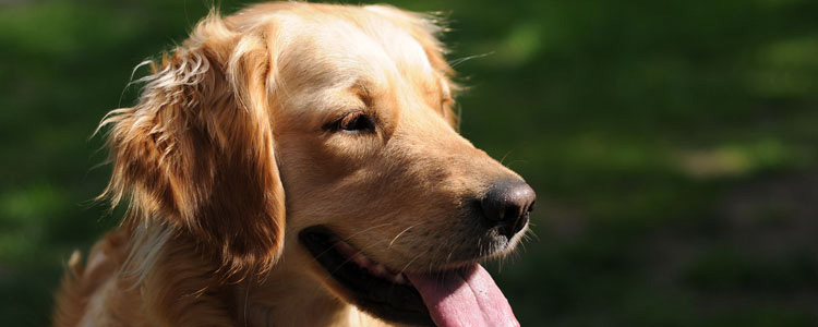 导盲犬的历史和工作介绍 导盲犬为人类的付出