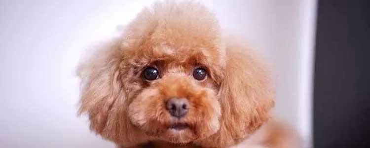 泰迪鼻子干没精神 为什么泰迪鼻子干就代表生病