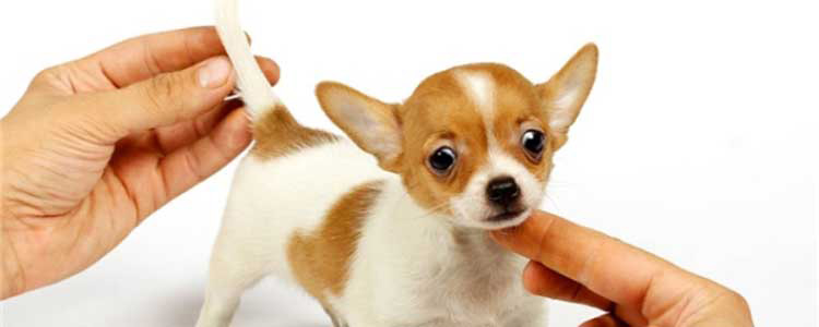 关于狗猫耳朵，有趣的7件事
