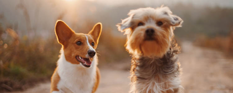 狗狗科学喂养比例是多少 如何准确计算喂食量