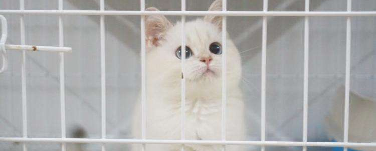 为什么养猫要封窗户 别指望猫会知道跳楼危险