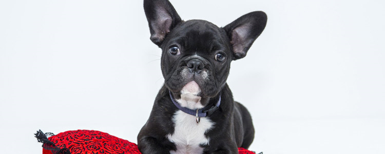 狗狗吃完驱虫药没反应 看看吃完狗狗驱虫药后的三种反应