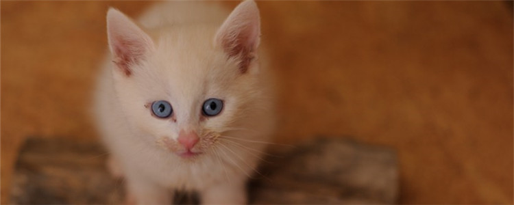 猫咪眼屎很多是怎么了 猫咪眼屎多是怎么造成的