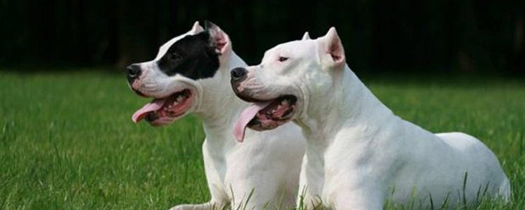 狗狗晚上一直叫怎么回事 最后一种情况要注意了