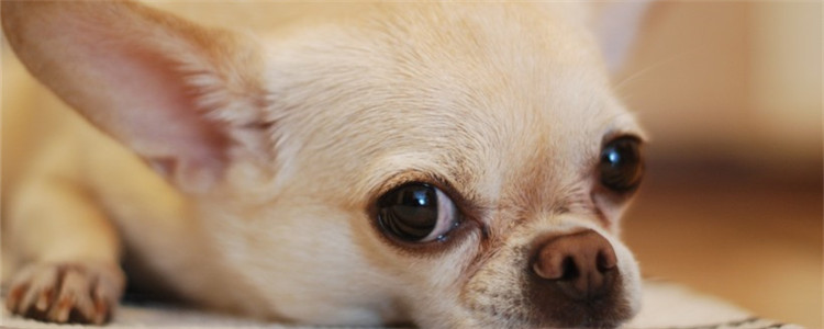 狗拉肚子是怎么了 导致狗狗拉肚子的原因有哪些