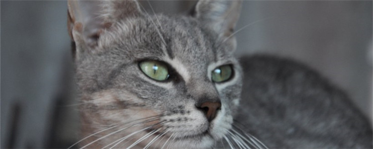 猫打喷嚏是怎么了 猫打喷嚏是不是感冒了