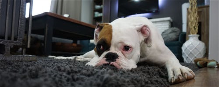 母狗发情要注意什么 最好每天给狗狗清理外阴