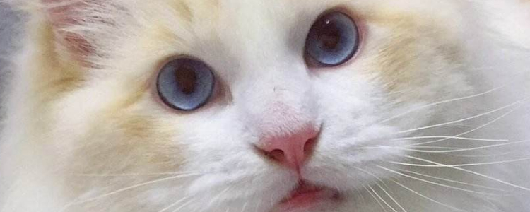 猫为什么喜欢趴鞋上 答案真让人暖心！