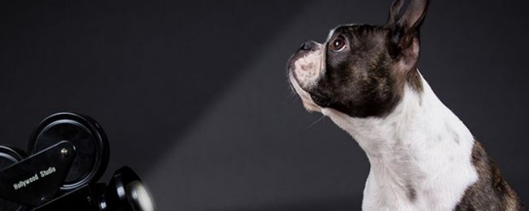 狗狗常见的不良反应 这几种行为说明狗狗身上不适