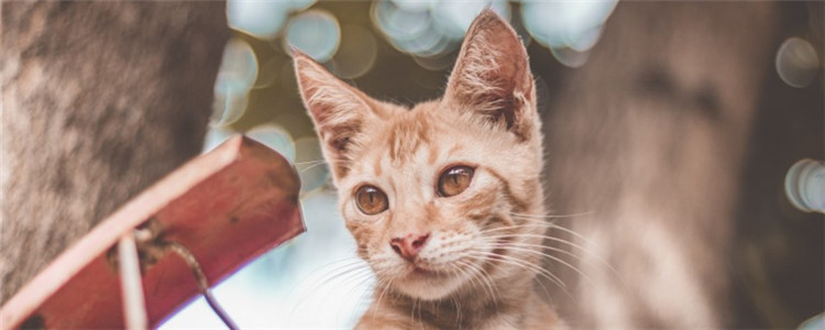 公猫最佳的绝育时间 给公猫绝育能减少疾病