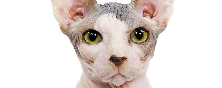 猫吃苍蝇对身体有害吗 这种东西你都敢让猫吃？