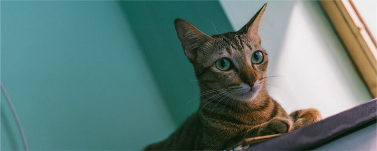 猫需要刷牙吗 猫可以用人类的牙膏刷牙吗