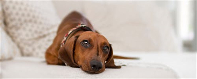 狗为什么肥胖 导致狗肥胖的原因有哪些